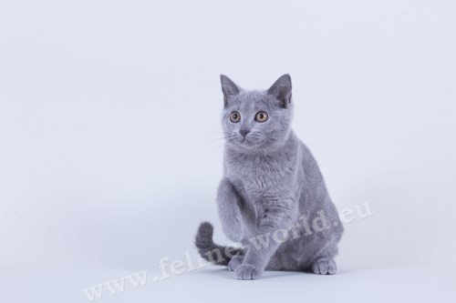 CHARTREUX_12 (RACE)